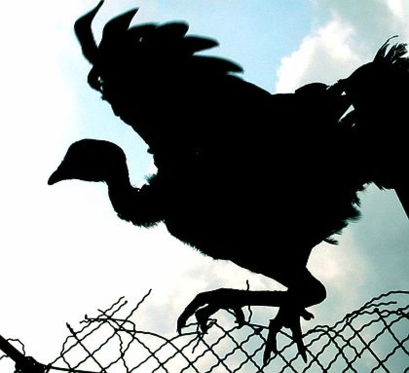 Grain Fowl Play The Poultry Industry S Central Role In The Bird