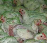 Grippe aviaire: une réponse mondiale imposée d'en haut-image