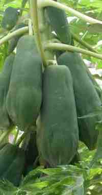 Push for GM papaya continues in Thailand and South-East Asia-image