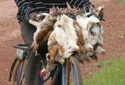 Gestion de la grippe aviaire au Bénin : Tapis rouge au virus H5N1 sur les cadavres de victimes innocentes (1)-image