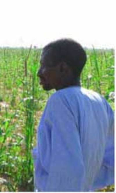 Des investisseurs saoudiens seraient prêts à prendre le contrôle de la production de riz au Sénégal et au Mali-image