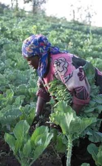 Politiques agricoles africaines et développement des exploitations agricoles familiales-image