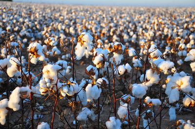 Burkina Faso seeks $84 million from Monsanto over GM cotton strain-image
