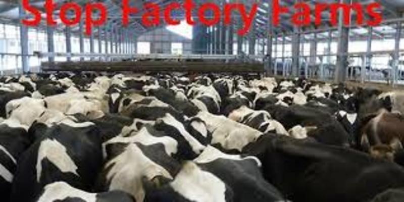 factory farm statistics factory farming articles