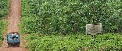 Rubber group ousts farmers in Liberia-image