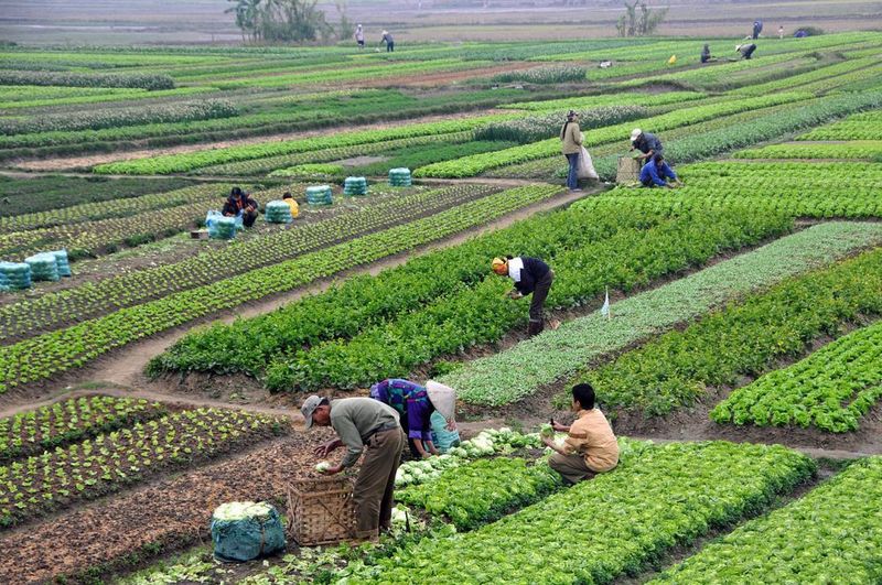 Grain Saving Japan S Seed Heritage From Free Trade