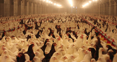 The rise of the superbugs - and why industrial farming is to blame-image