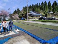 Trade deals handing Japanese seeds to multinational corporations-image