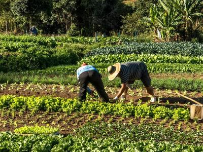 Los pequeños agricultores tienen la respuesta para alimentar al mundo. ¿Por qué la ONU no escucha?-image