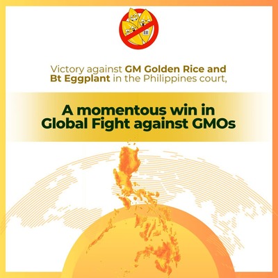 Victory against GM Golden Rice and Bt Eggplant in the Philippines court, a momentous win in the global fight against GMOs-image